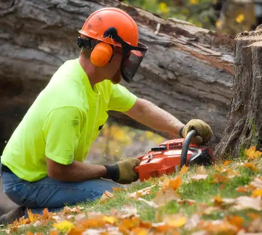 tree services Long Lake